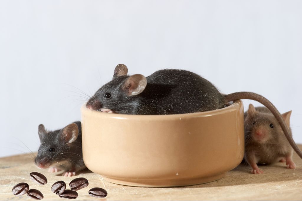 Does Coffee Attract Mice